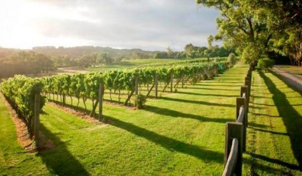 margaret-river-winery-tour-from-perth